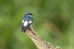 Tachycineta albiventer