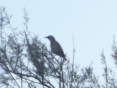 Sturnus vulgaris