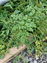 Anthriscus caucalis