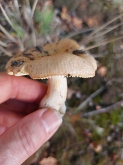 Russula cerolens