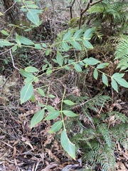 Polyscias sambucifolia