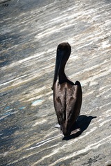 Pelecanus occidentalis urinator