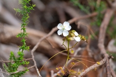 Drosera planchonii