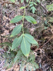Polyscias sambucifolia