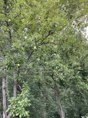 Pyrus communis
