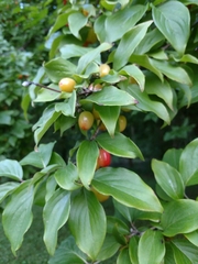 Cornus mas