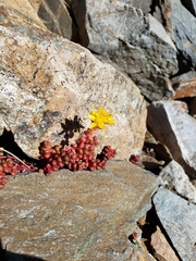 Sedum divergens