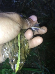 Fejervarya cancrivora