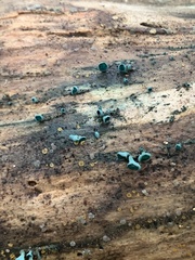 Chlorociboria aeruginascens