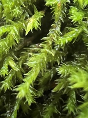 Hedwigia ciliata
