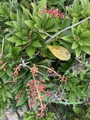 Pieris japonica taiwanensis