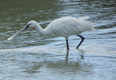 Platalea leucorodia