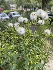 Erechtites hieraciifolius