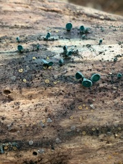 Chlorociboria aeruginascens