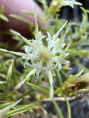 Ericameria resinosa