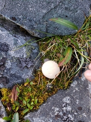 Lycoperdon