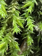 Hedwigia ciliata