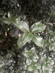 Osmanthus