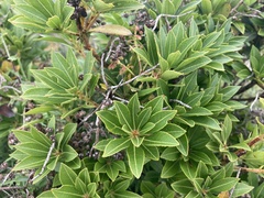 Pieris japonica taiwanensis