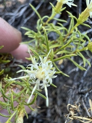 Ericameria resinosa