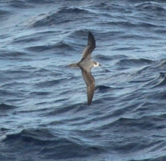 Pterodroma cookii