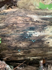 Chlorociboria aeruginascens