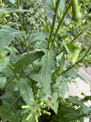 Erechtites hieraciifolius