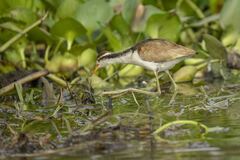 Jacana jacana