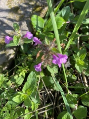 Clinopodium vulgare