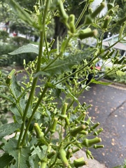 Erechtites hieraciifolius