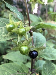Atropa belladonna
