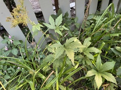 Filipendula rubra