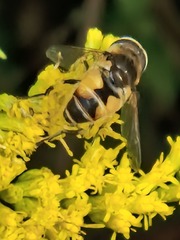 Eristalis