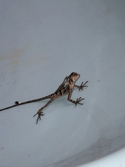 Enyalius