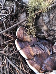 Ganoderma polychromum
