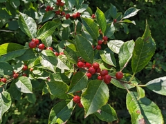 Ilex verticillata