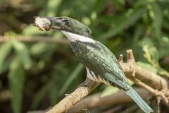 Chloroceryle amazona