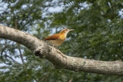 Furnarius leucopus
