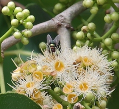 Chrysomya rufifacies