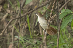 Certhiaxis cinnamomeus