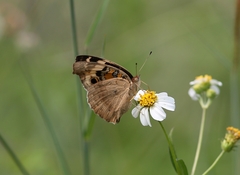 Junonia orithya