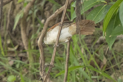 Certhiaxis cinnamomeus