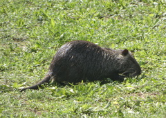 Myocastor coypus