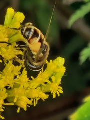 Eristalis