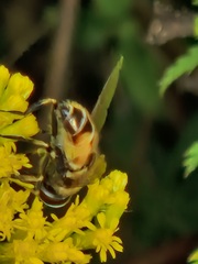 Eristalis