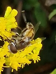 Eristalis