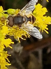 Eristalis