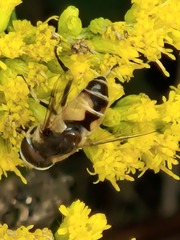 Eristalis