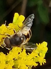 Eristalis