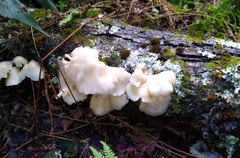 Pleurotus pulmonarius
